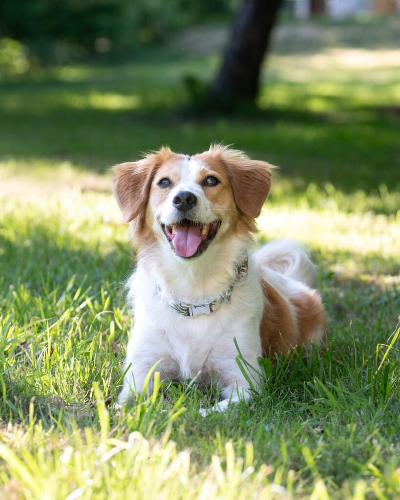 Lola happy dog looking up
