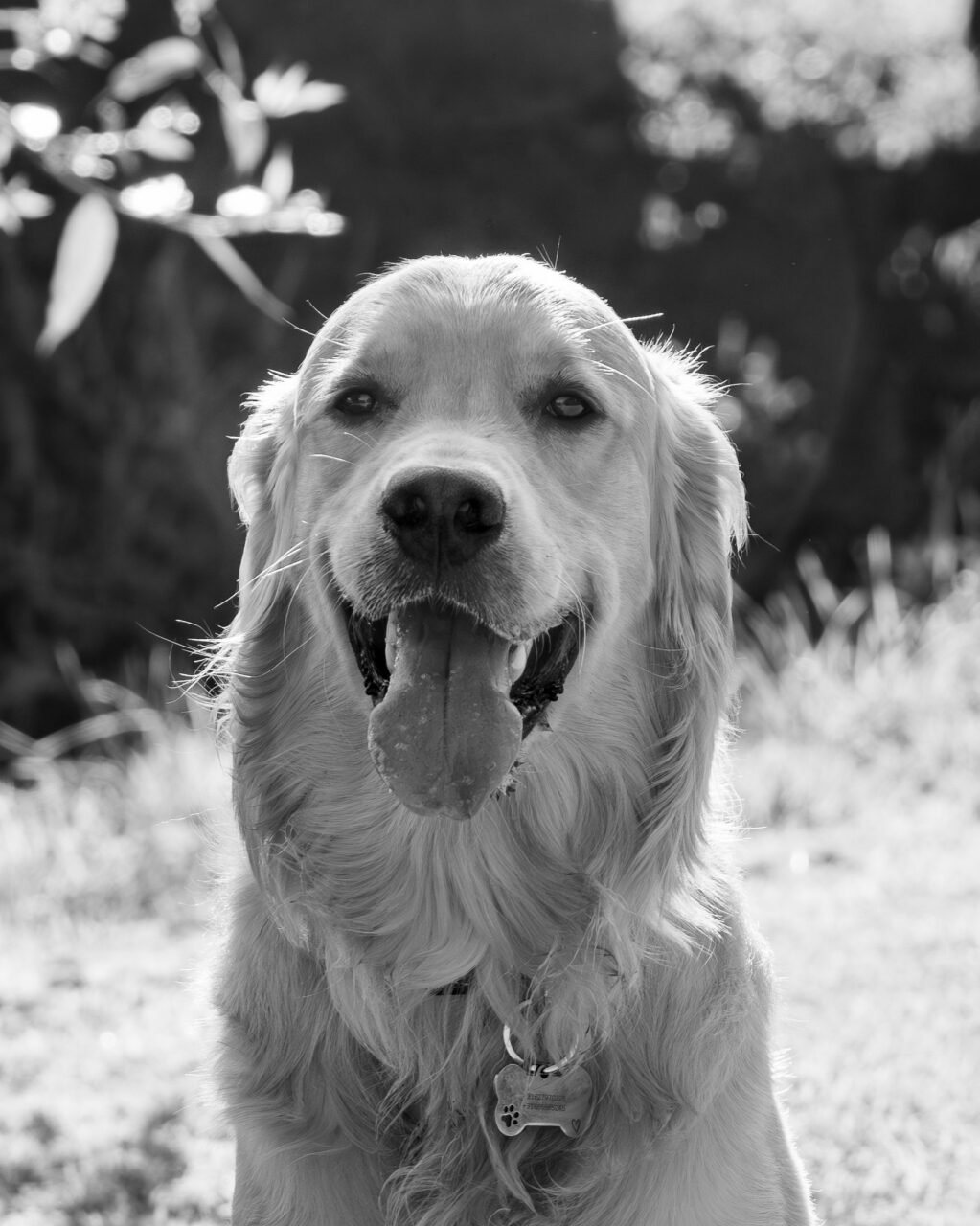 Yawning Puppy